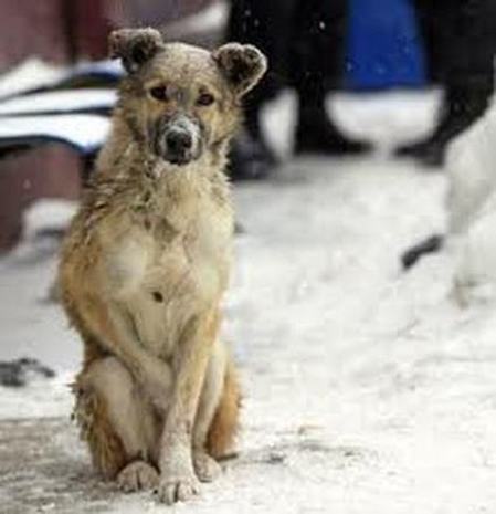 The stray dogs in Europe - ESDAW-EU